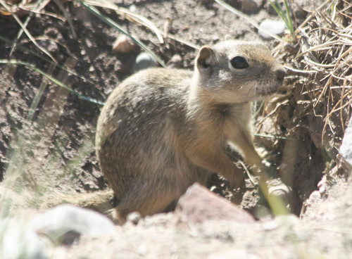 Wyoming Ground Squirrel