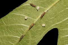 Homotoma ficus
