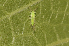 Homotoma ficus