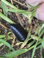 Necrophila americana