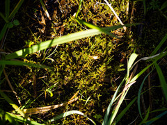 Hygroamblystegium