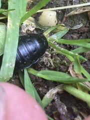 Necrophila americana