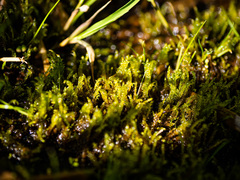Hygroamblystegium
