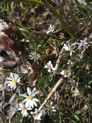 Symphyotrichum depauperatum