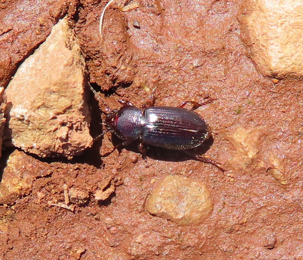 Dicheirus from Anacortes, WA 98221, USA on June 11, 2022 at 0340 PM by