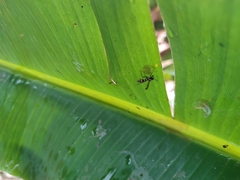 Polybia occidentalis