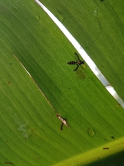 Polybia occidentalis