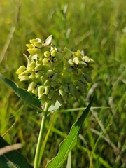 Asclepias meadii