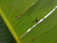 Polybia occidentalis