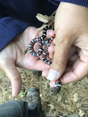 Lampropeltis multifasciata