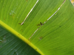 Polybia occidentalis