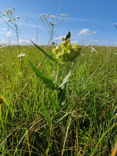 Image of Mead's Milkweed (Asclepias meadii) by (c) Scott Allen Davis, some rights reserved (CC BY)