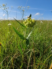 Asclepias meadii