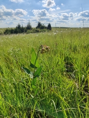 Asclepias meadii