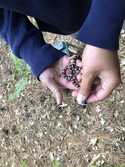 Lampropeltis multifasciata