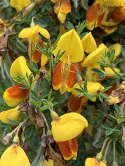 Cytisus scoparius andreanus