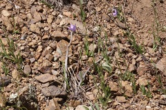 Campanula parryi