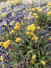 Ivesia gordonii