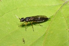 Xiphydria maculata