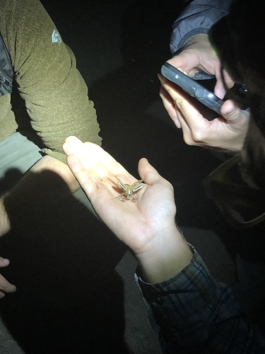 iNaturalist observation photo of Ten-lined June Beetle