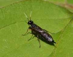Xiphydria maculata
