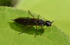Xiphydria maculata