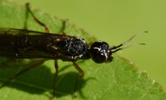 Xiphydria maculata