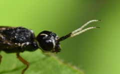 Xiphydria maculata