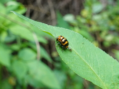 Cryptocephalus trifasciatus