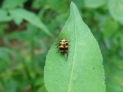 Cryptocephalus trifasciatus