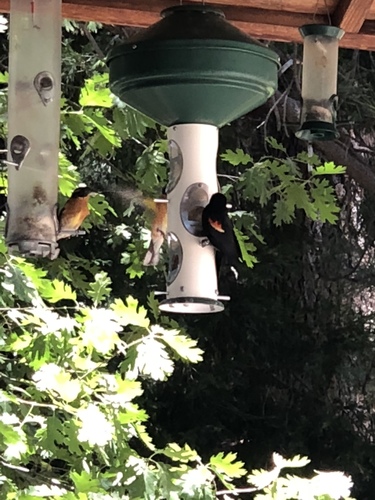 iNaturalist observation photo of Black-headed Grosbeak