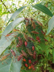 Paradasynus longirostris