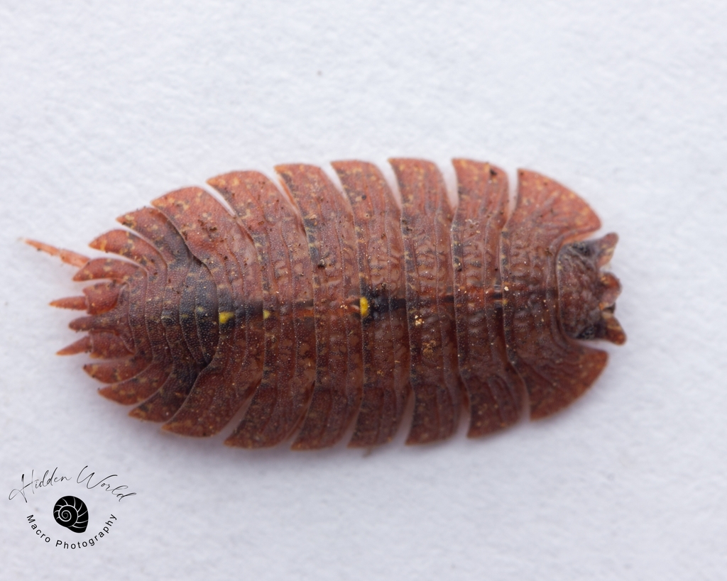 Monitus