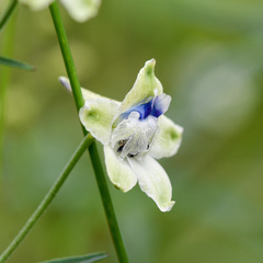 Delphinium leucophaeum