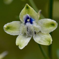 Delphinium leucophaeum