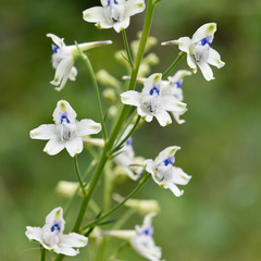 Delphinium leucophaeum