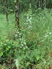 Delphinium leucophaeum