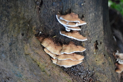 Steccherinum rawakense