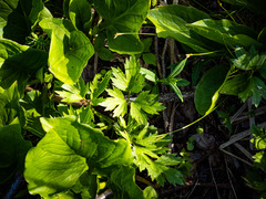 Ranunculus hispidus caricetorum