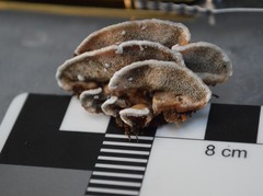 Steccherinum rawakense