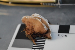 Steccherinum rawakense