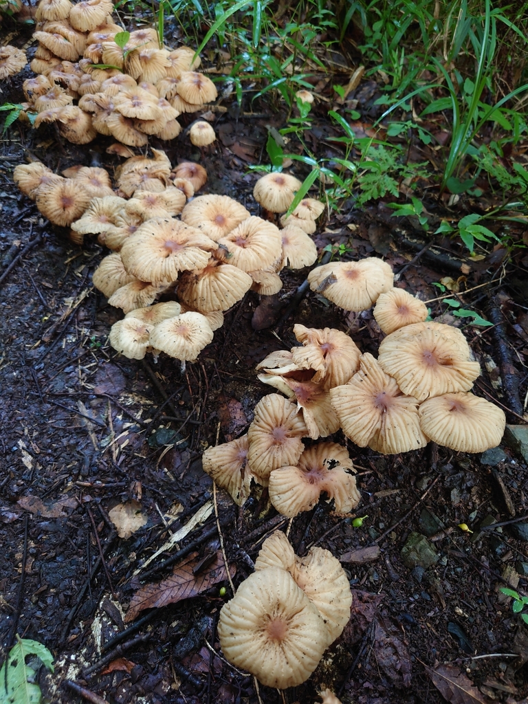 Marasmius maximus · June 2022 · photo: © tbc_watanabe (iNaturalist, cc-by)