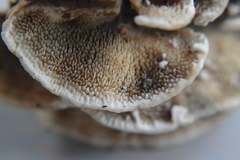 Steccherinum rawakense