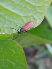 Schizotus fuscicollis