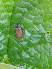 Schizotus fuscicollis