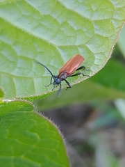 Schizotus fuscicollis