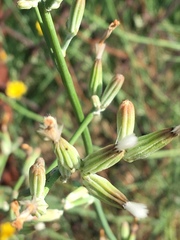 Chondrilla juncea