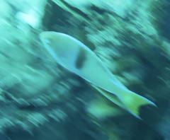 Pseudanthias rubrizonatus