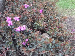 Heterocentron subtriplinervium