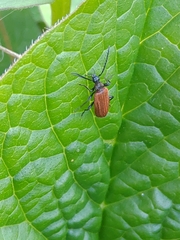 Schizotus fuscicollis